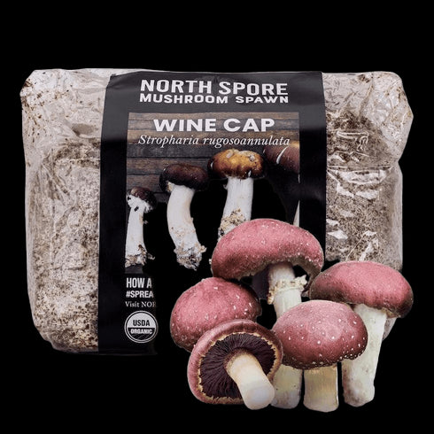 Organic Wine Cap Mushroom Sawdust Spawn